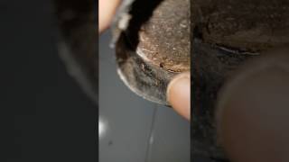 Download lagu Bedbugs Under Bed Post Cover - Pest Control Singapore mp3