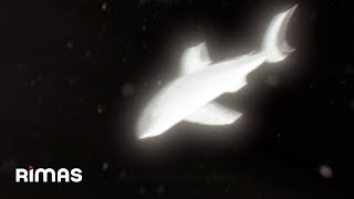 Yandel - El Trote (Visualizer) Infinito