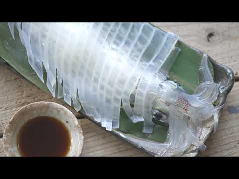 やまぐち映像図鑑 NO.178 やまぐちのケンサキイカ［下関市、萩市、長門市］ | Swordtip Squid  [ Shimonoseki-city,Hagi-city,Nagato-city ]