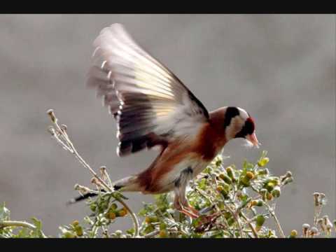 Andres Campo @ Space Ibiza Elrow Closing Set