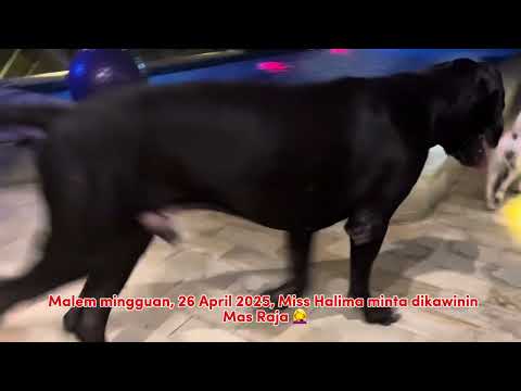 Miss Halima, the female dog, is in heat! She had womb removed 3 years ago. Anjing pengen kawin aja