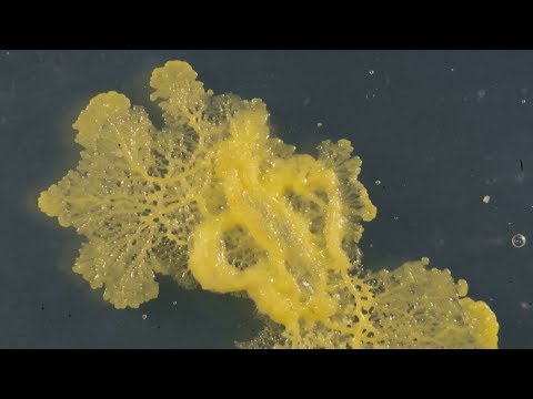 What is the Blob? Mysterious creature with 720 genders presented at Paris Zoo