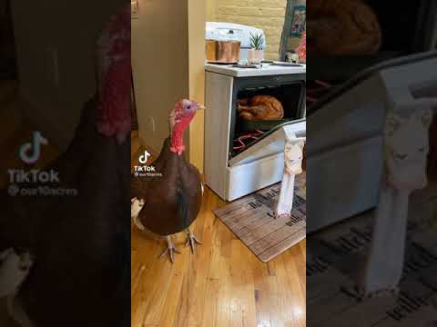 Thanksgiving Turkey Watches Cooked Turkey In Oven TikTok (Full Video) #thanksgiving #funny #turkey