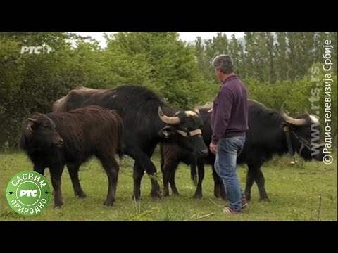 Sasvim prirodno: Staroplaninci, prvi deo (Jovan Memedović)