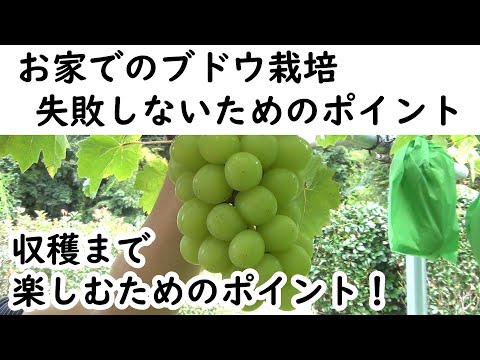 エンドウ豆の植え付け 水やり