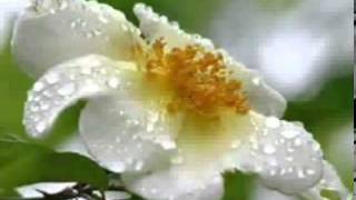 Rain - Todd Rundgren