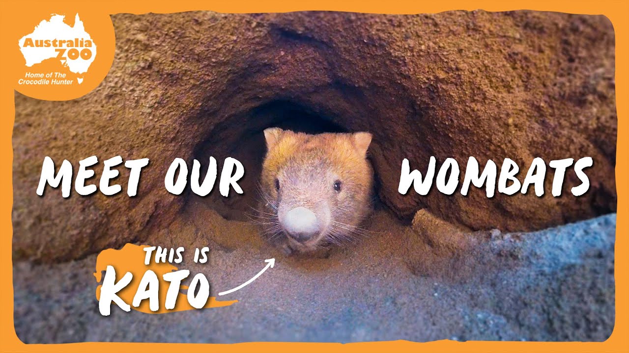 Walking with Wombats | Australia Zoo Life