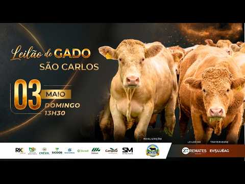Leilão de Gado AO VIVO - São Carlos 03/05/2026 13H30 | ZT Remates