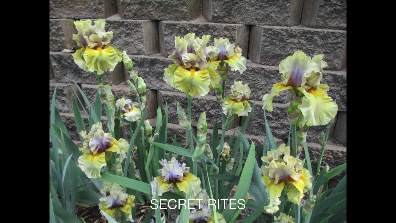 BEARDED IRIS FAVORITES