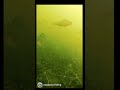Video Thumbnail for I casted my action camera ? #shorts #fishing #fish