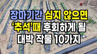 장마기간 심지 않으면 추석 때 정말 후회하게 될 대박 작물 10가지
