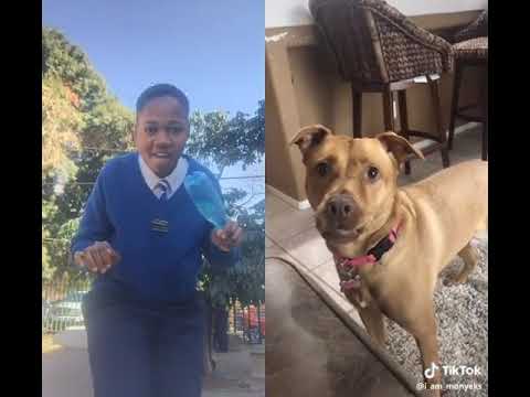 #TikTokSA #ScaredDog