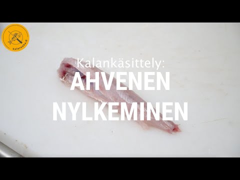 Ahvenen nylkeminen | Kalankäsittely