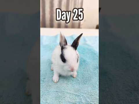 Baby Rabbit 1 To 29 Days - Rabbit Growth Period #animals #shorts