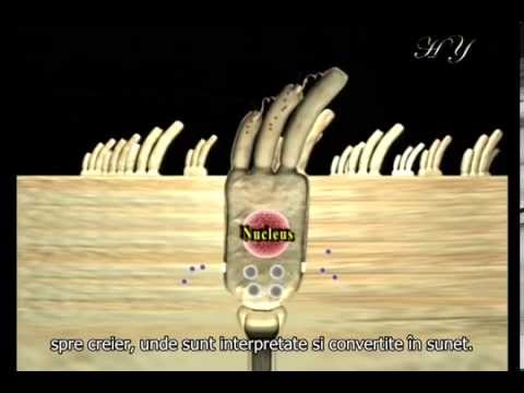 O lovitura stiintifica Darwinismului (Teoria Evolutiei) - Complexitate ireductibila  3