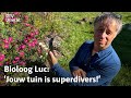 Luc's Tuinsafari: 'Wilde peen, voorvader van onze wortel, is nu veel te zien' | RTV Utrecht