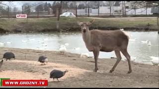 В Ножай-Юртовском районе Чечни появился природный парк