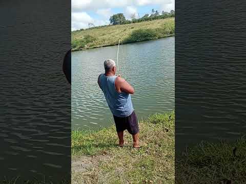 01 Pescaria #Pirarucu na linha, peso médio 90kg+ Sapeaçu-Bahia 16/11/25 (Vídeo completo)