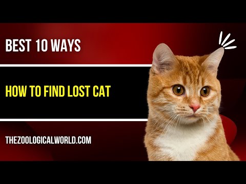 How to find lost cat |Best methods to find lost cat| Tips to find missing cat (Today)