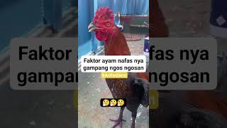 Download lagu Penyebab ayam nafasnya ngos ngosan #ayam #ayambangkok #pakhoy #ayammangon #ayamjago #shorts #fyp mp3