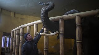 Die Bewohner des Kiewer Zoos unter Kriegsbedingungen