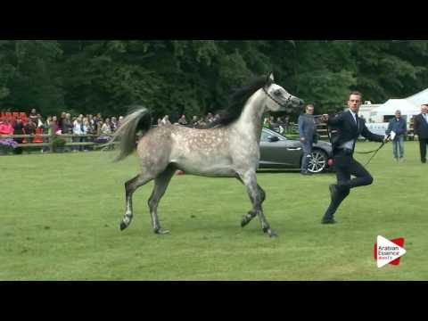 Bruges 2016 - Class 111 Geldings