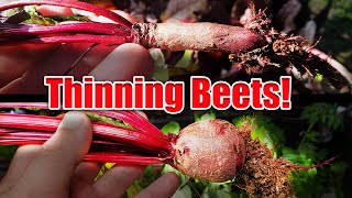 How To Thin Your Beets - Garden Quickie Episode 23