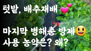 배추, 마지막 병해충 방제 