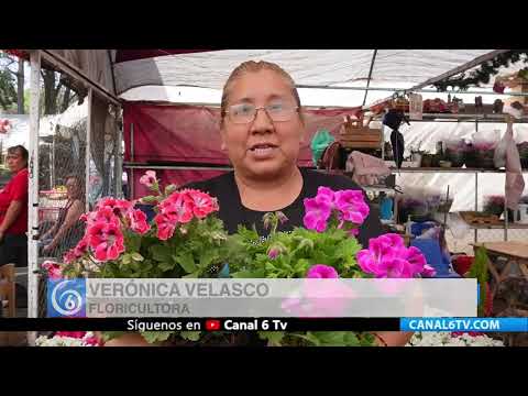 Video: Flores amarillas, las más buscadas en esta primavera-verano 2024: Comerciantes de plantas