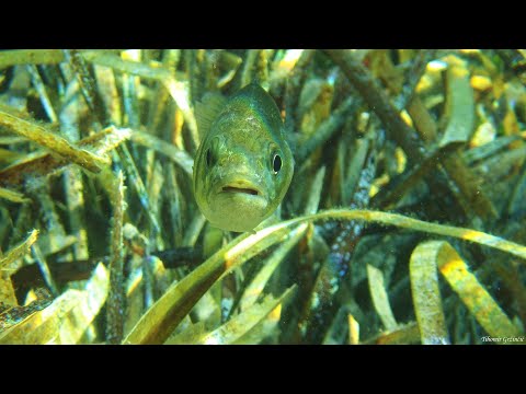 TIHOMIR TV - BRANCIN (Official Educational Video)