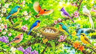 🌅 Relaxing Piano & Birdsongs | Gentle Nature Sounds for Relaxation & Stress Relief