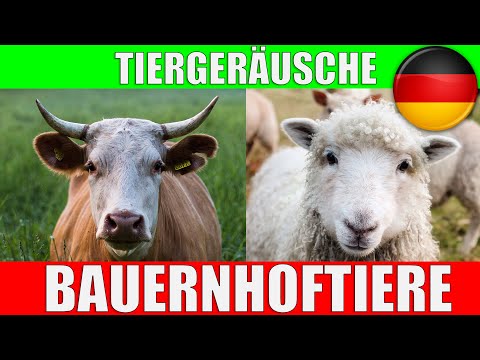 Bauernhoftiere mit Tierstimmen - Lerne Tiere auf dem Bauernhof