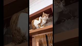 funny cat #cat #funny #fyp #india #funnyvideo #cats #fypシ #youtubeshorts #catshorts #cute #ytshorts