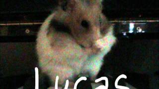 Parry Gripp - Hamster on a Piano (Eating popcorn) Lucas