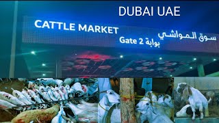 Making videos of beautiful places to visit. Dubai Cattle Market.