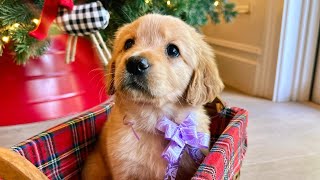 Giving Away Golden Retriever Puppies For Christmas!