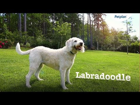image-Are Labradoodles a good dog?