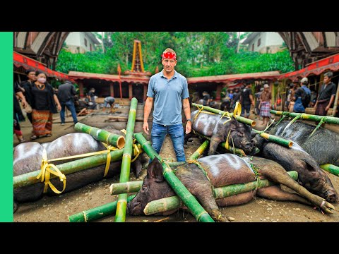 100 Buffalo, 50 Pigs, 1 Funeral!! Indonesia’s Costly Journey to Afterlife!!