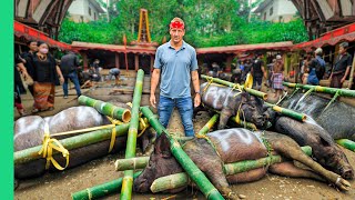 100 Buffalo, 50 Pigs, 1 Funeral!! Indonesia’s Costly Journey to Afterlife!!