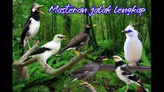 Download lagu Masteran jalak lengkap (jalak bali,jalak uret/suren,jalak nias,jalak kebo,jalak tailan,jalak putih) mp3