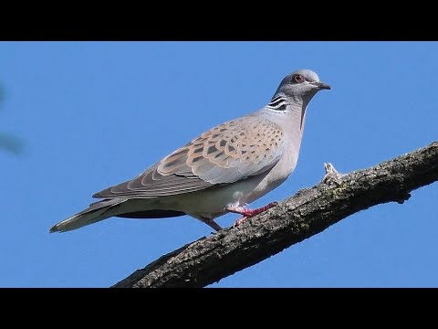 Tortora selvatica — Turtle Dove