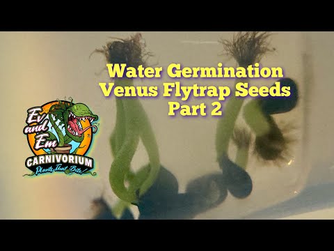 Venus flytrap seed water germination and transfer of seedlings.