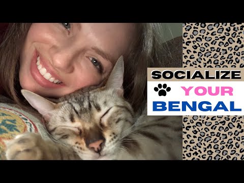How to Socialize a Bengal Cat