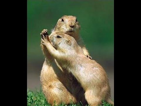 Mon manège à toi (Edith Piaf, reprise d'Etienne Daho) par La Marmotte