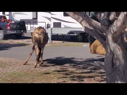 elk wander thru every day