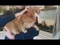 Video 'Jak držet kočičku'