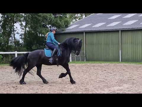 Stal Okkema's Anco - Norbert x Beart - Stallion - 2016