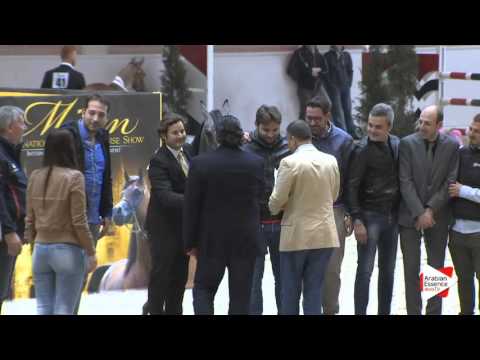 1ST-N.50 MOHAI - Milan 2016 - Yearling Colts Championship (Class 17)