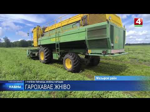 Сезон уборки зелёного горошка стартовал на Гомельщине