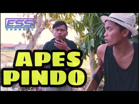 apes-pindo